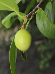 Ximenia americana image