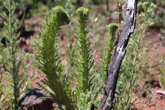 Emmenanthe penduliflora