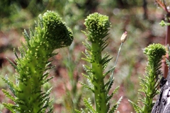 Emmenanthe penduliflora