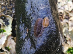 Lepidozona coreanica