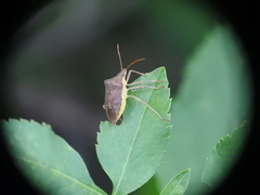 Euschistus obscurus