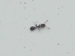 Xenomyrmex floridanus