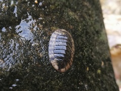 Ischnochiton comptus