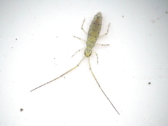 Paronellidae