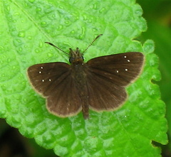Piruna brunnea