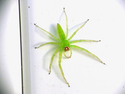 Magnolia Green Jumping Spider