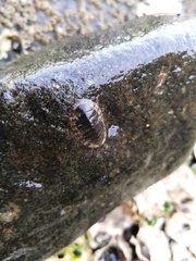 Ischnochiton comptus