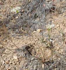 Allium lacunosum micranthum