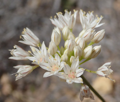 Allium lacunosum micranthum