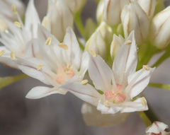 Allium lacunosum micranthum