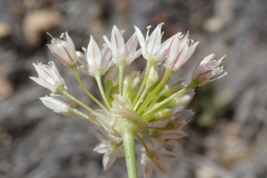 Allium lacunosum micranthum