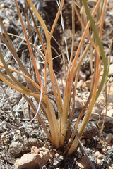 Allium lacunosum micranthum