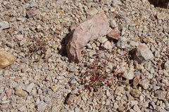 Eriogonum nortonii