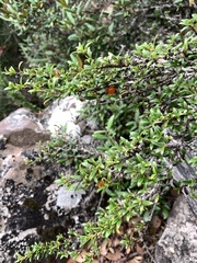 Coprosma nitida