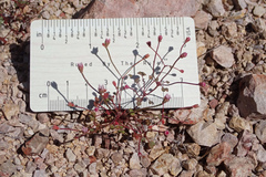 Eriogonum nortonii