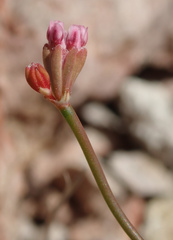 Eriogonum nortonii