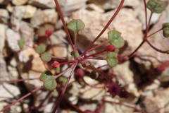 Eriogonum nortonii