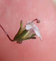 Nemacladus secundiflorus robbinsii