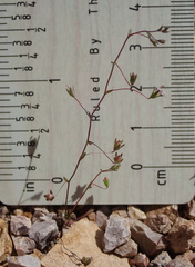 Nemacladus secundiflorus robbinsii