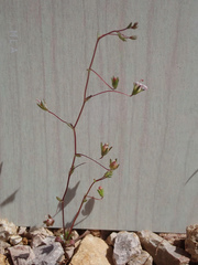 Nemacladus secundiflorus robbinsii