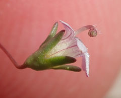 Nemacladus secundiflorus robbinsii