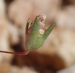 Nemacladus secundiflorus robbinsii
