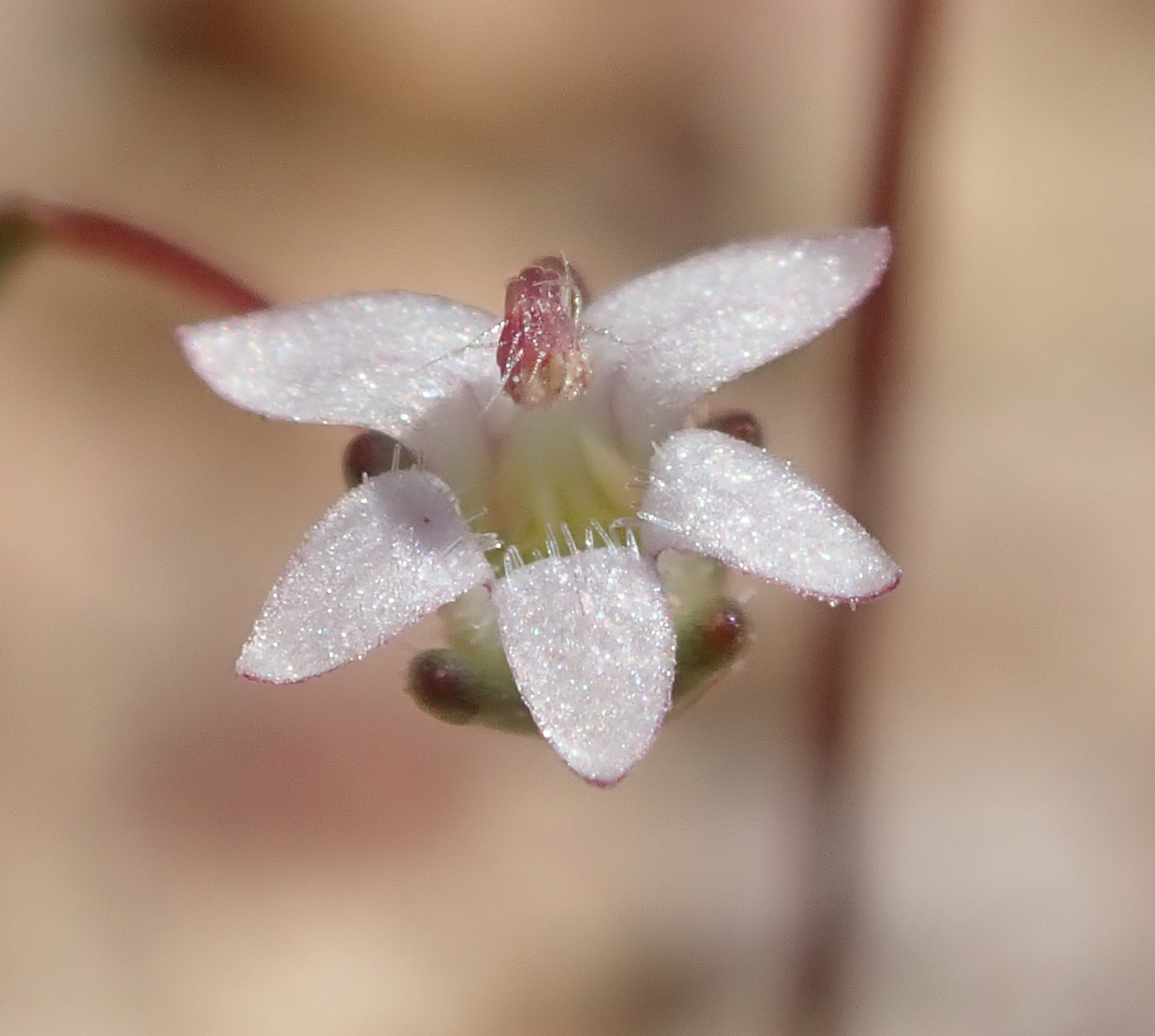 Nemacladus secundiflorus var. robbinsii