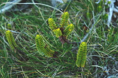 Veronica pauciramosa
