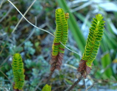 Veronica pauciramosa