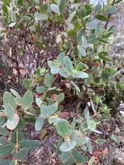 Eucalyptus coccifera