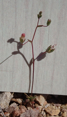 Nemacladus secundiflorus robbinsii