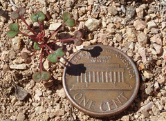 Eriogonum nortonii