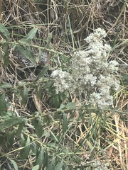 Pseudognaphalium chartaceum