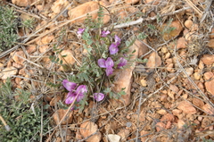 Astragalus megacarpus
