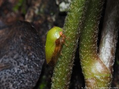 Ophiderma evelyna