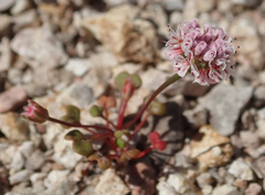 Eriogonum nortonii