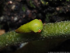 Ophiderma evelyna