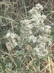 Pseudognaphalium chartaceum