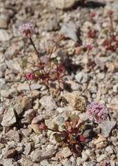 Eriogonum nortonii