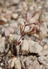 Leptosiphon pygmaeus continentalis