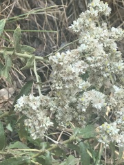 Pseudognaphalium chartaceum