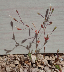Leptosiphon pygmaeus continentalis