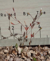 Leptosiphon pygmaeus continentalis