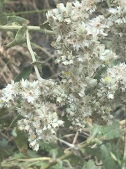 Pseudognaphalium chartaceum