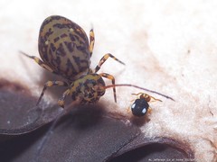 Sminthurinus quadrimaculatus