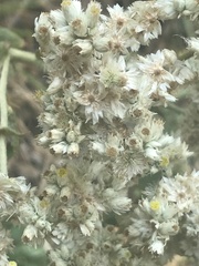 Pseudognaphalium chartaceum