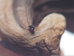 Sminthurinus quadrimaculatus