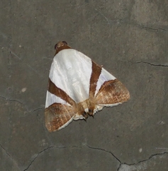 Eulepidotis rectimargo