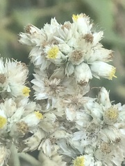 Pseudognaphalium chartaceum