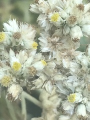 Pseudognaphalium chartaceum